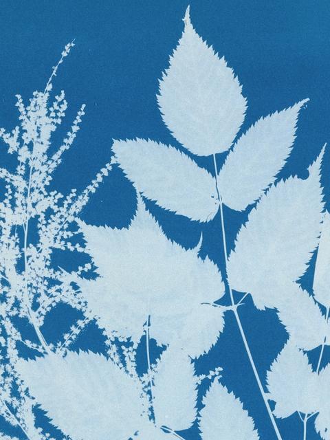 Spirae Aruncus, Anna Atkins, 1851-1854