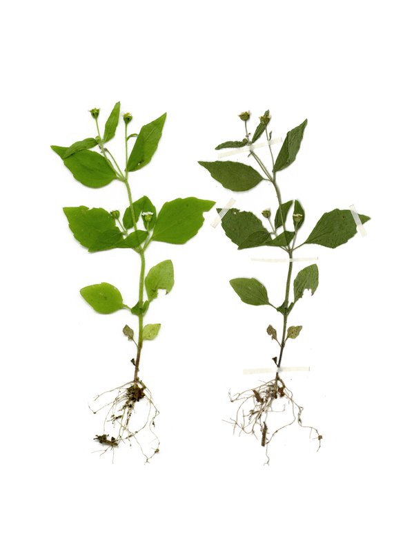 Anne Geene — Eternal Herbarium