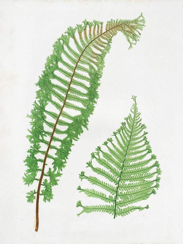 Henry Bradbury: Pioneer of Botanical Nature Printing