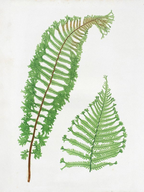 Henry Bradbury: Pioneer of Botanical Nature Printing