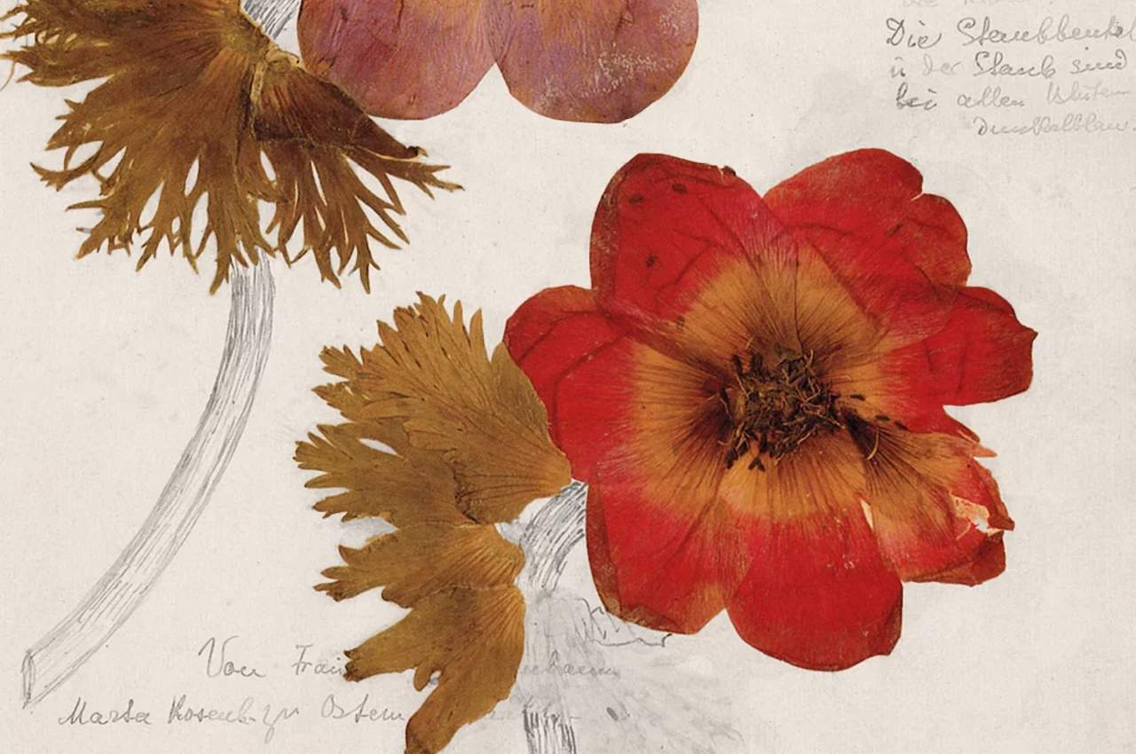 Rosa Luxemburg: Herbarium
