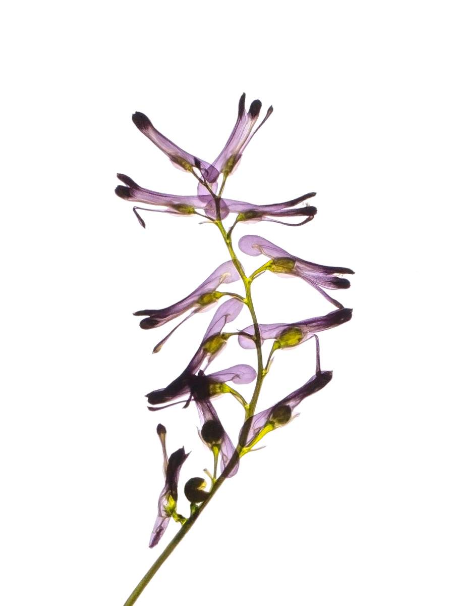 Detail, Cercedilla, Spain, 04/2023