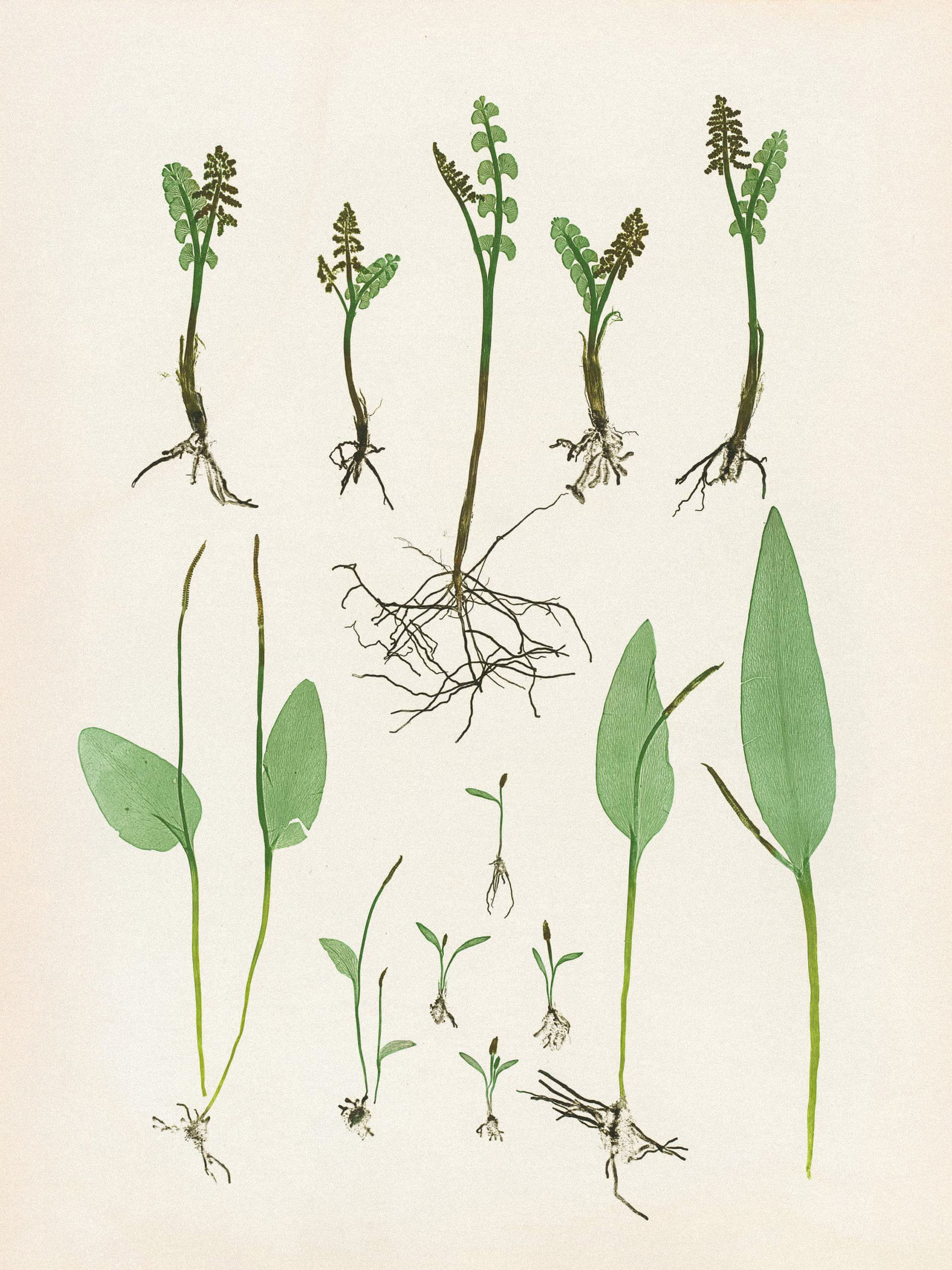 Henry Bradbury: Pioneer of Botanical Nature Printing