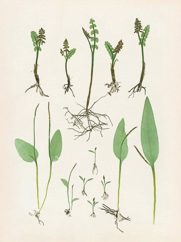 Henry Bradbury: Pioneer of Botanical Nature Printing