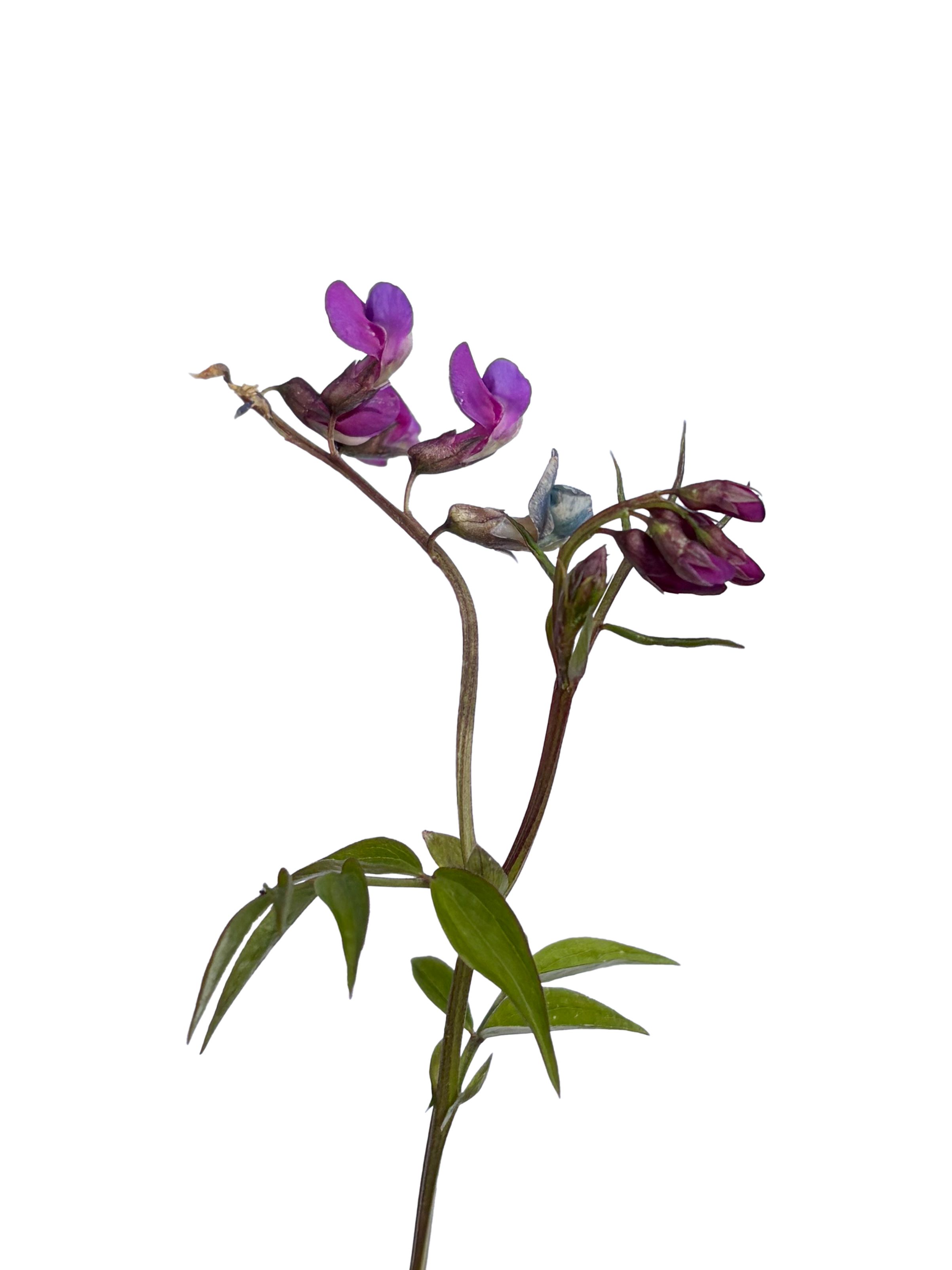 Pfullingen, Germany, 04/2026