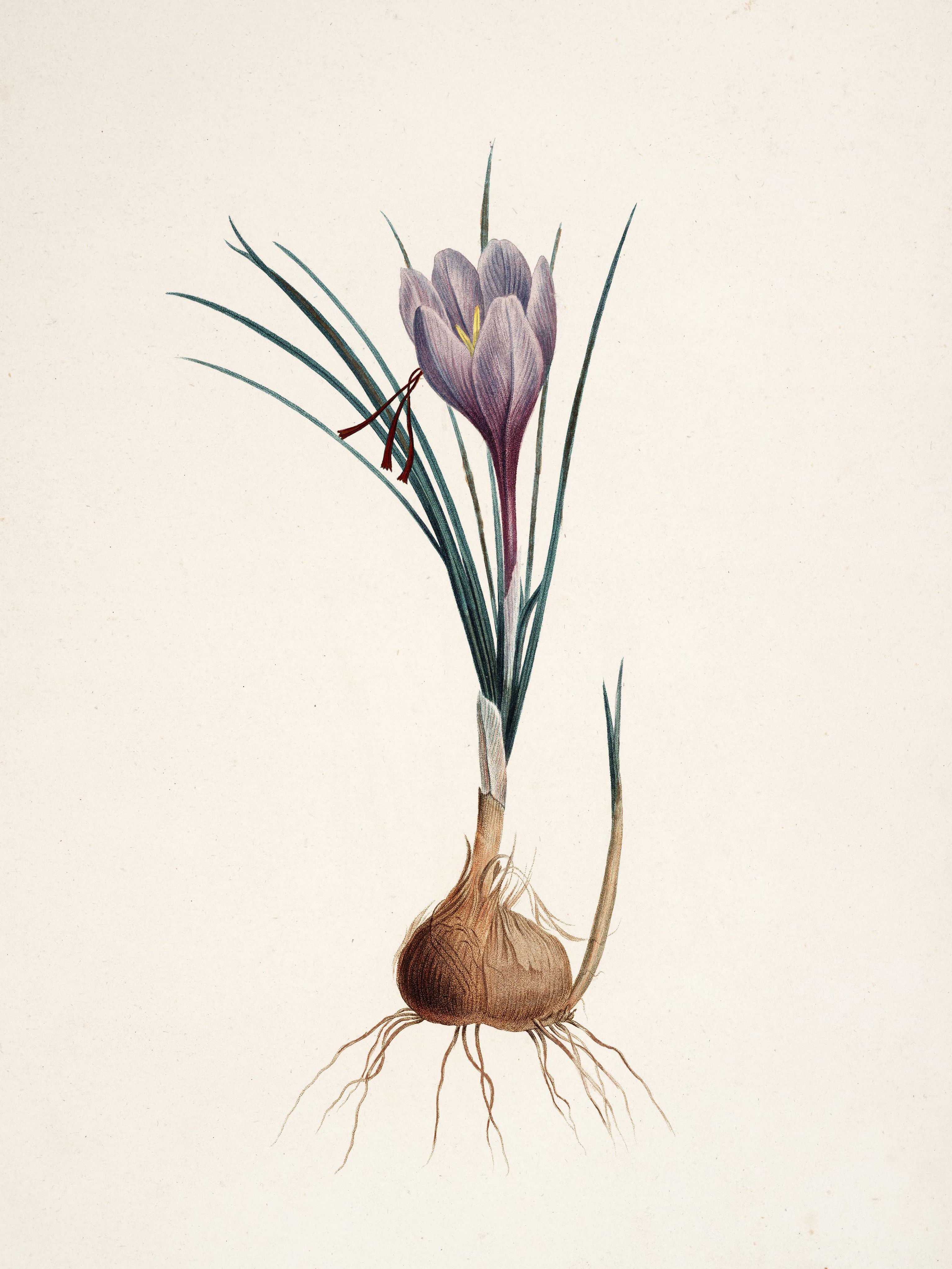 Pierre-Joseph Redouté: Botanical illustrations