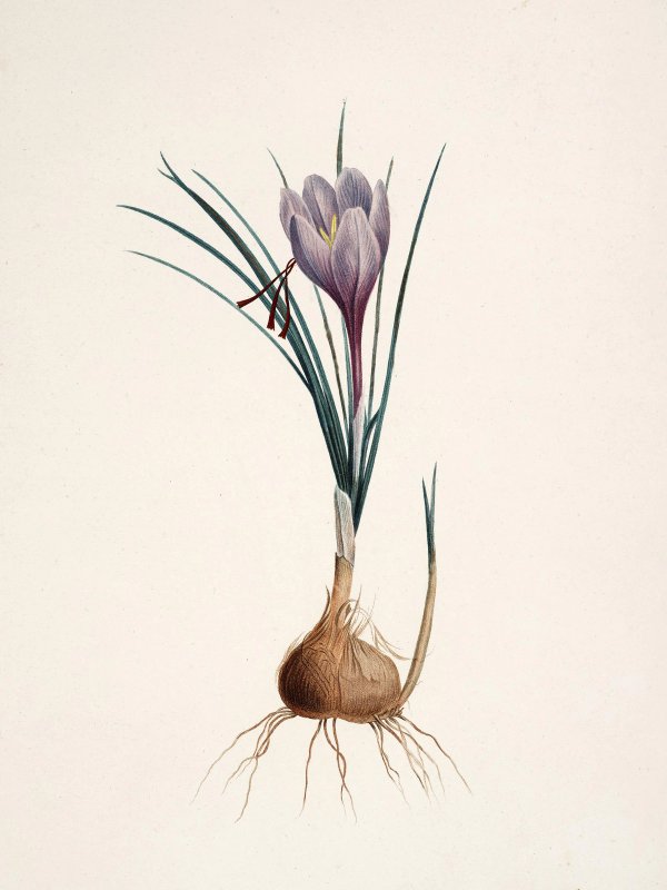 Pierre-Joseph Redouté: Botanical illustrations