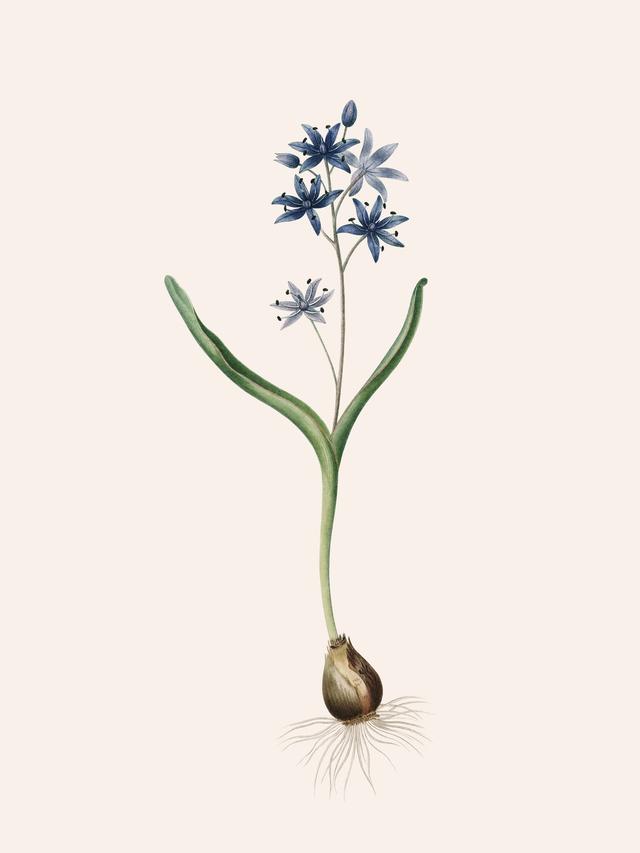 Pierre-Joseph Redouté, Les Liliacées, Vol. 5/ Pl. 254