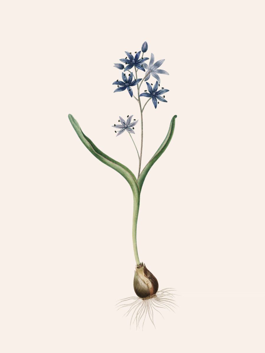 Les Liliacées, Vol. 5/ Pl. 254