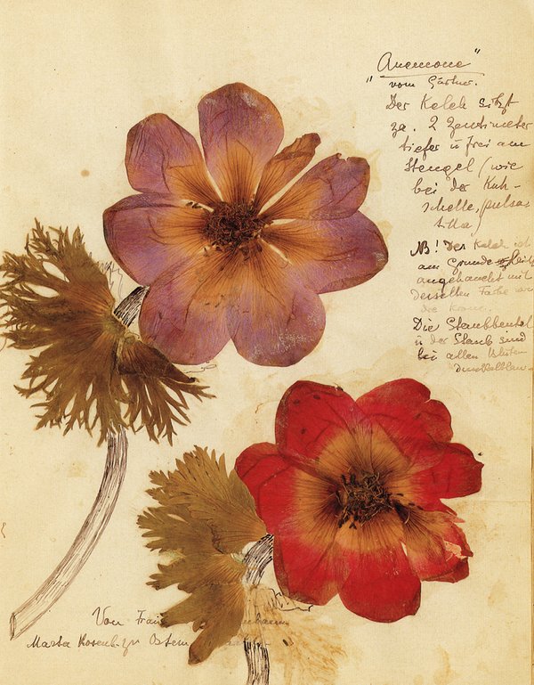 Rosa Luxemburg: Herbarium