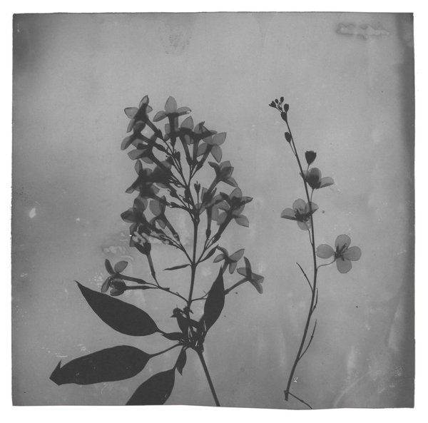 Fox Talbot — Plant Calotypes & the Invention of Paper Photography