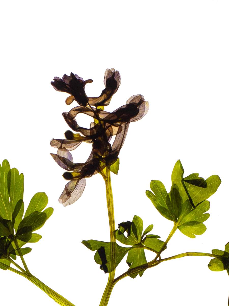 Günzburg, Germany, 04/2024