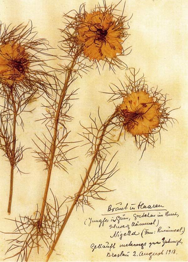 Rosa Luxemburg: Herbarium