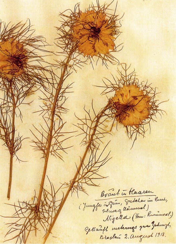 Rosa Luxemburg: Herbarium