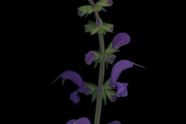 Thalkirchen, Germany, 09/2025