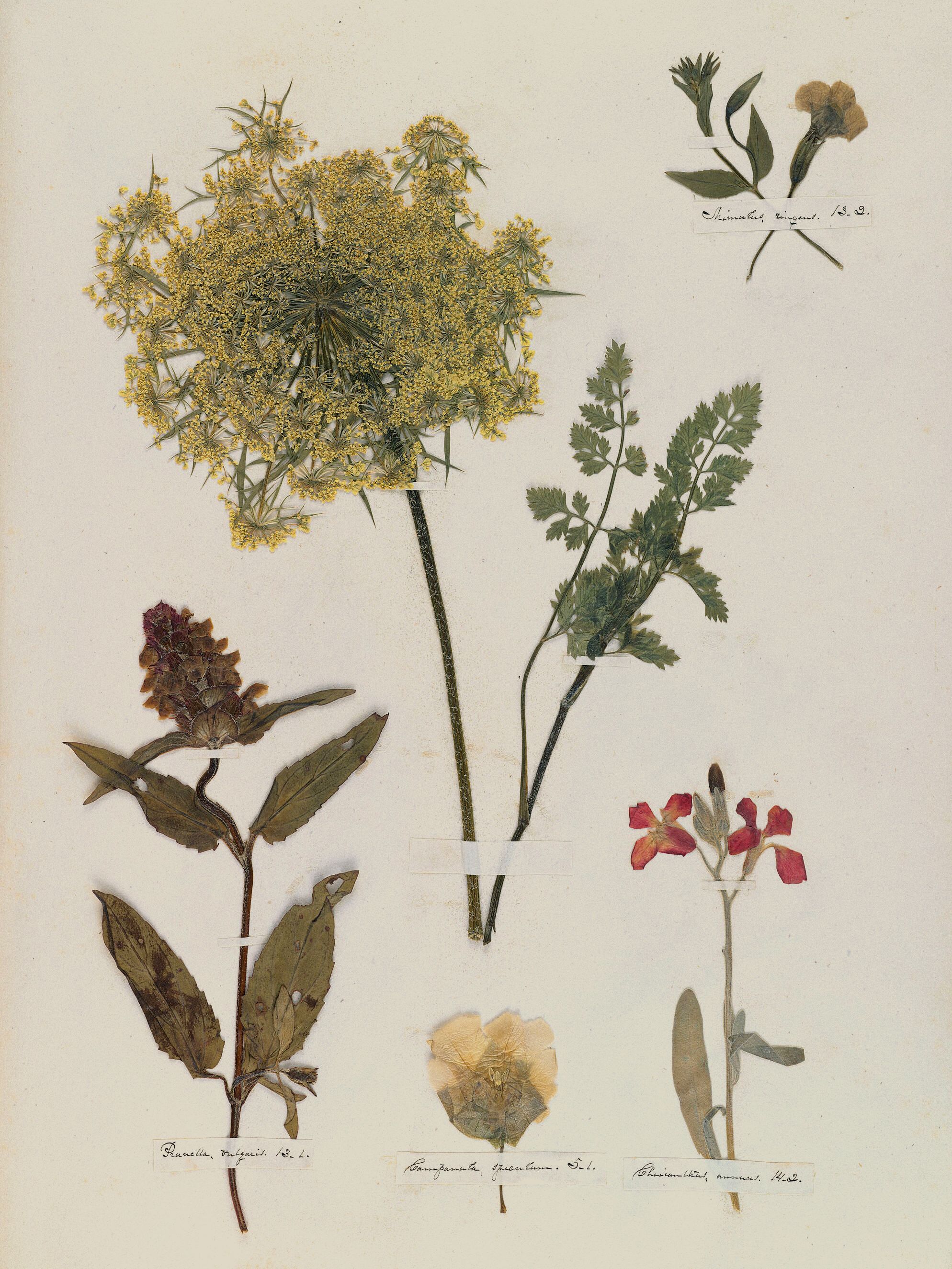 Emily Dickinson: Herbarium