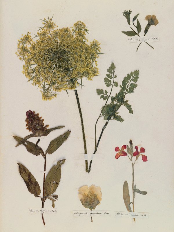 Emily Dickinson: Herbarium