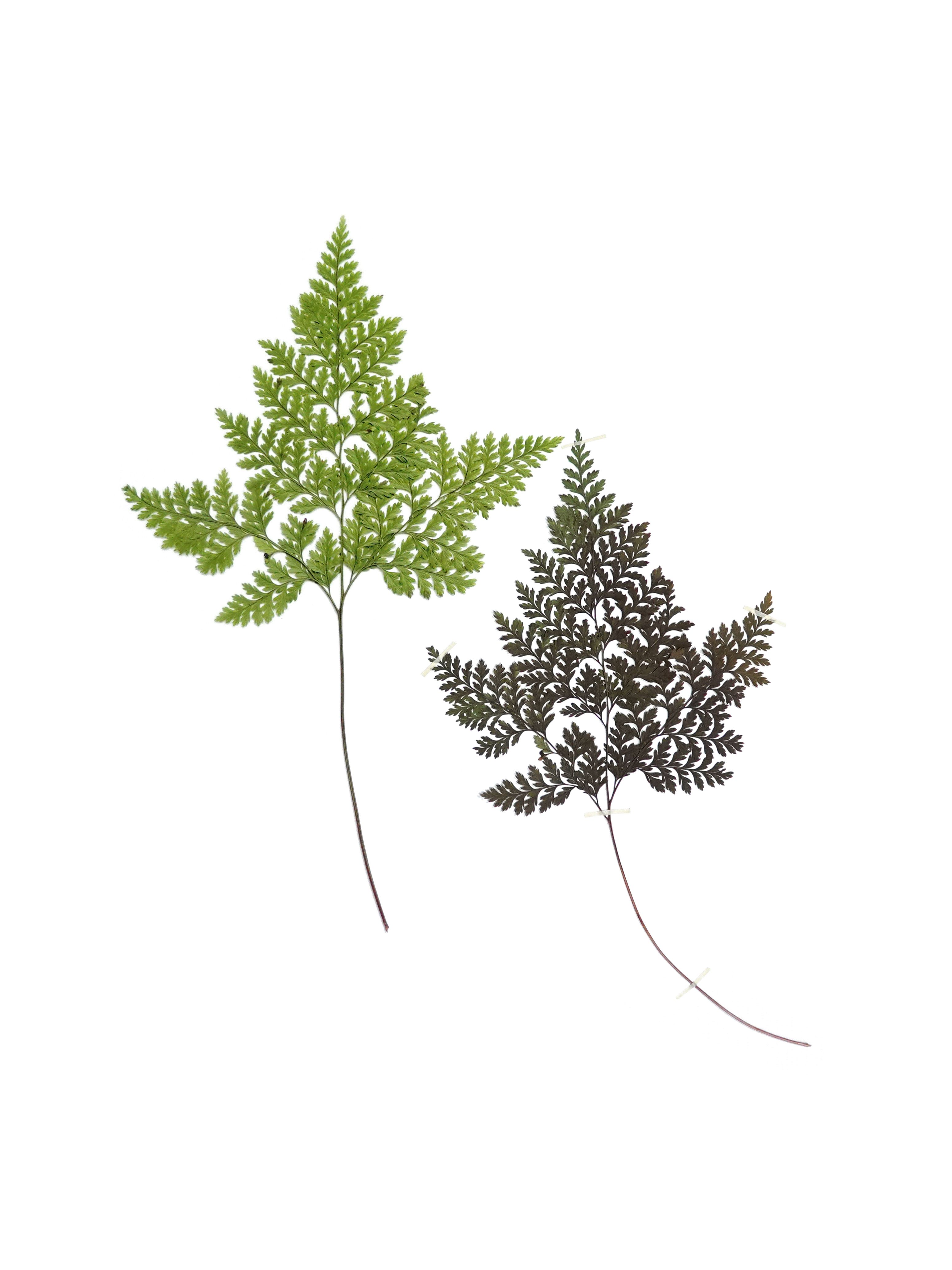 Anne Geene — Eternal Herbarium