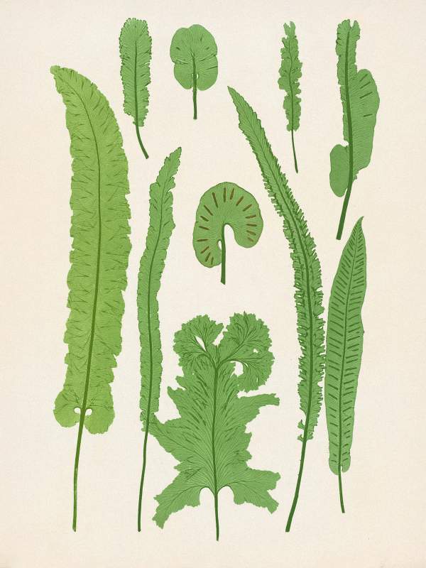 Henry Bradbury: Pioneer of Botanical Nature Printing