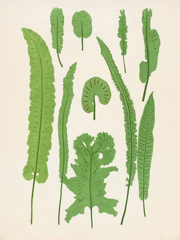 Henry Bradbury: Pioneer of Botanical Nature Printing