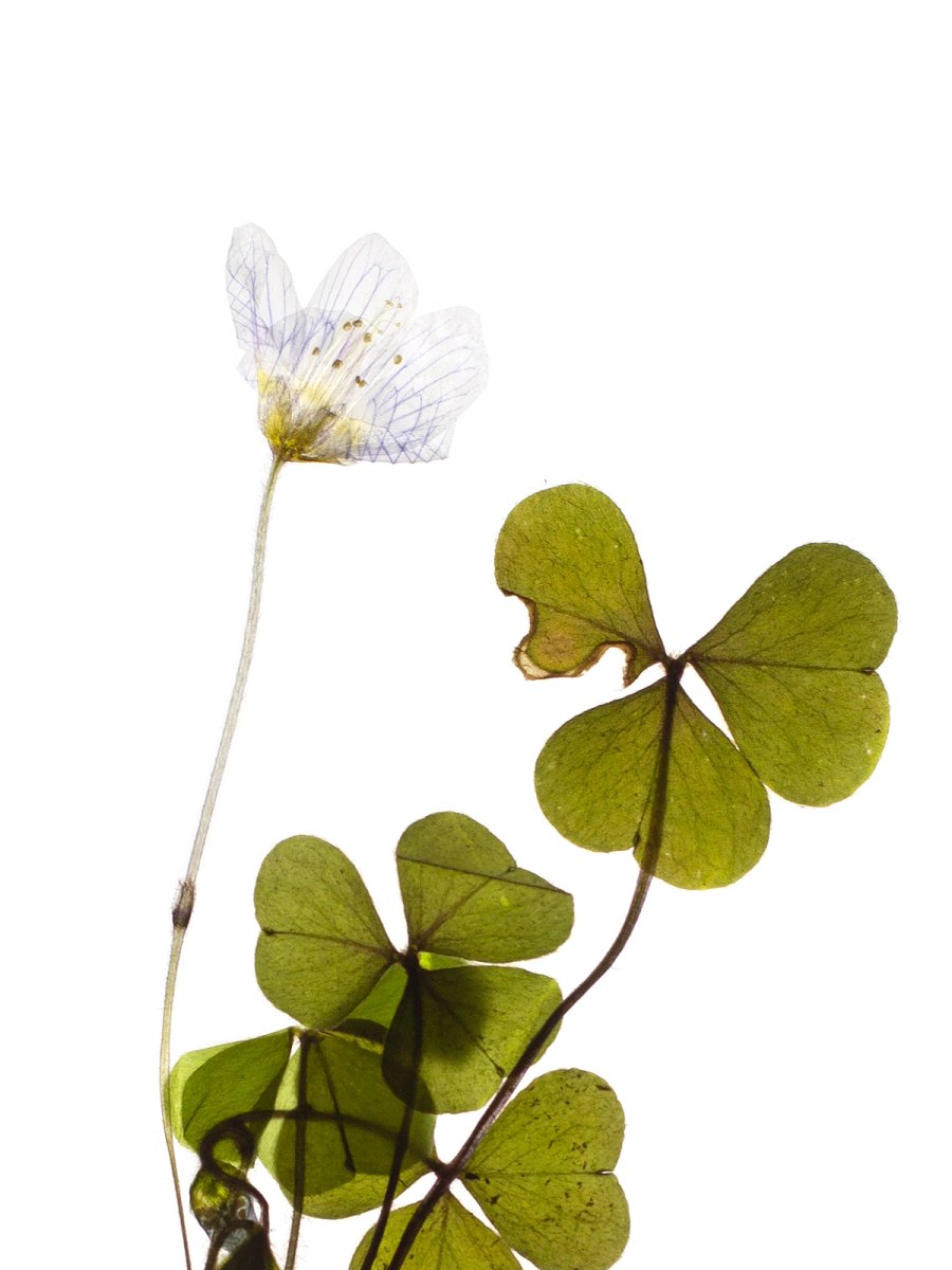 Pliezhausen, Germany, 05/2020