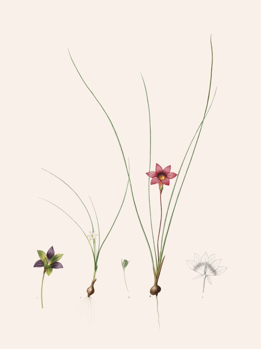 Pierre-Joseph Redouté, Les Liliacées, Vol. 5/ Pl. 263