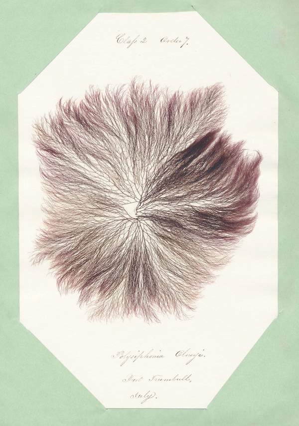 Eliza M. French: Seaweed Herbarium