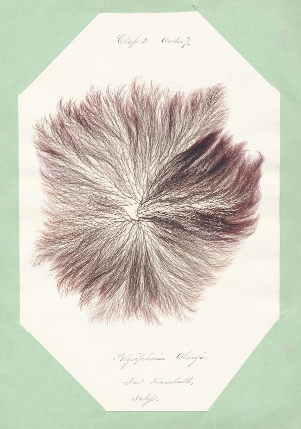Eliza M. French: Seaweed Herbarium
