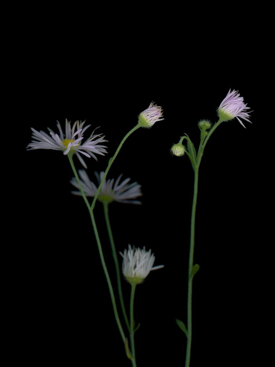 Detail, Thalkirchen, Germany, 08/2025