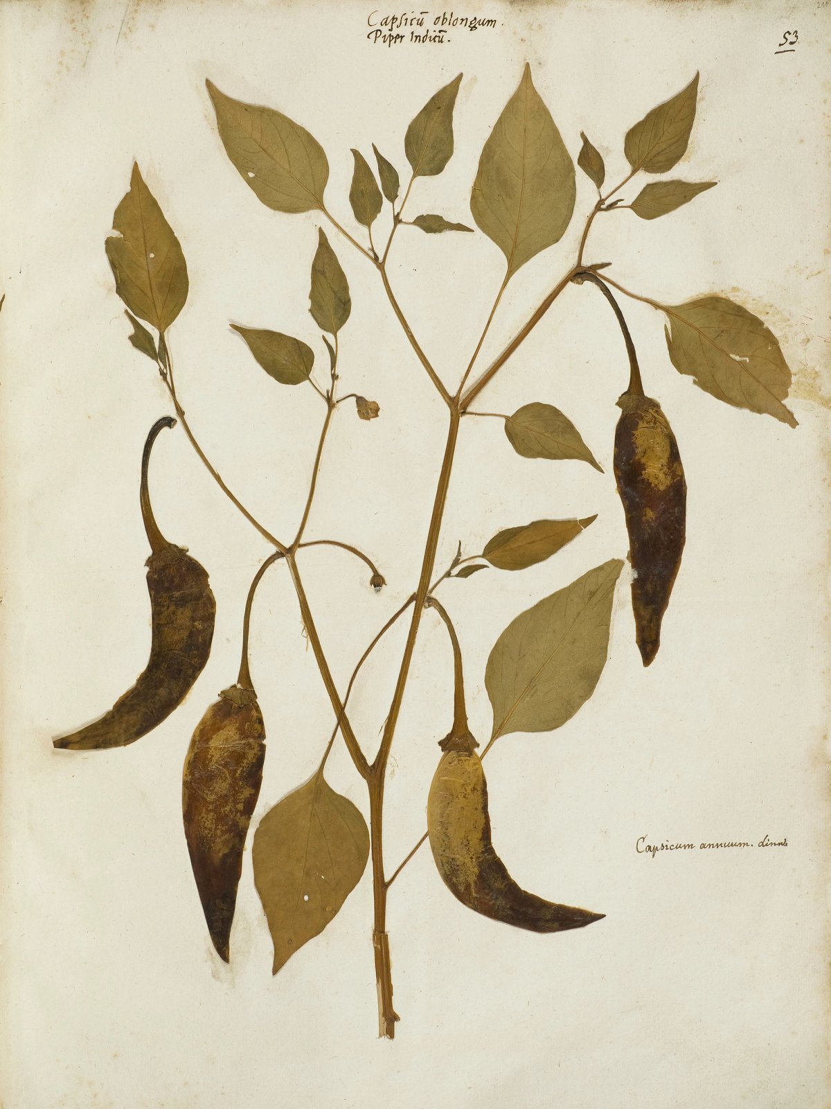 Felix Platter: Herbarium