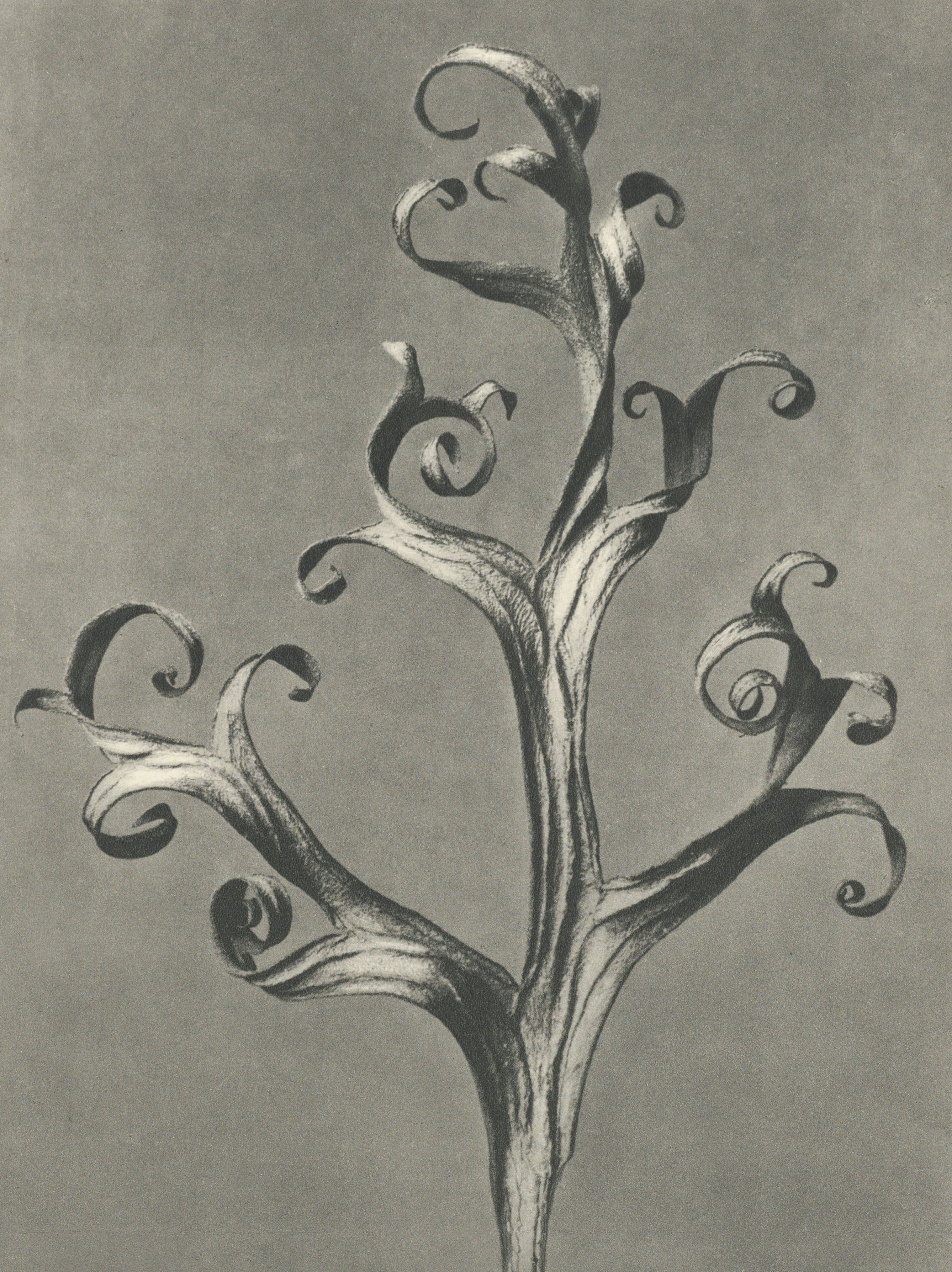 Karl Blossfeldt: Natural design archetypes