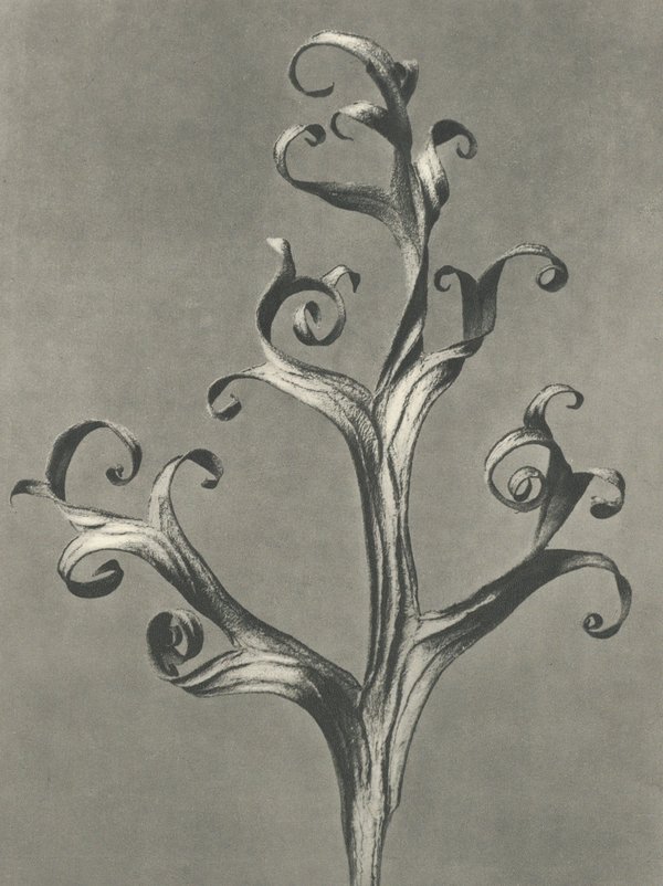 Karl Blossfeldt: Natural design archetypes