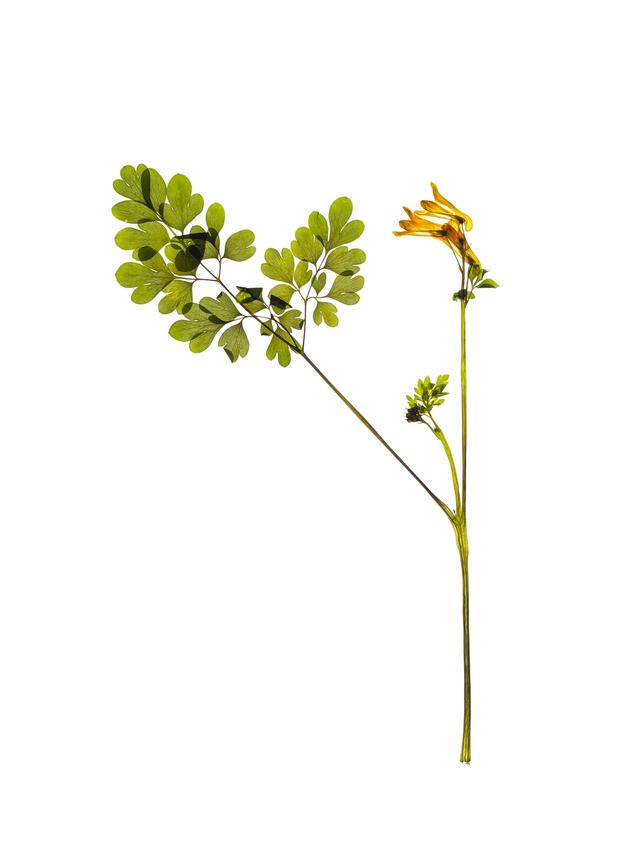 Specimen collected in Stuttgart, Germany, April 2022