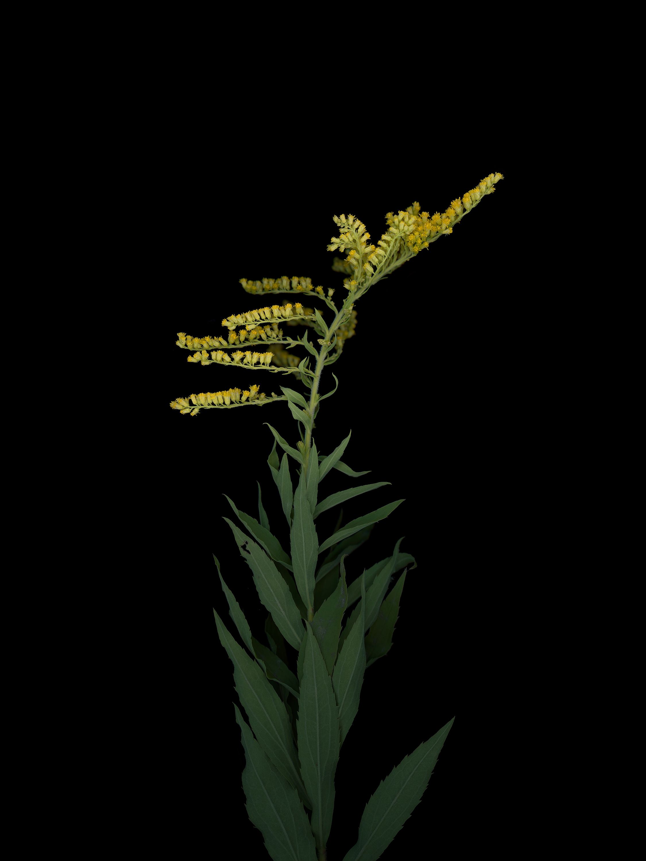 Specimen collected in Thalkirchen, Germany, 10/2025