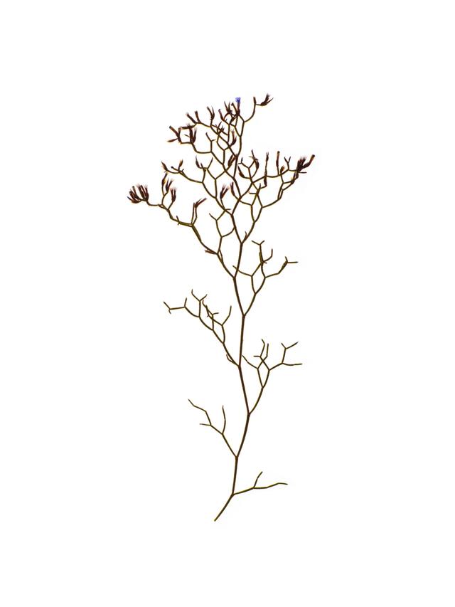 Specimen collected in Corsica, France, 09/23