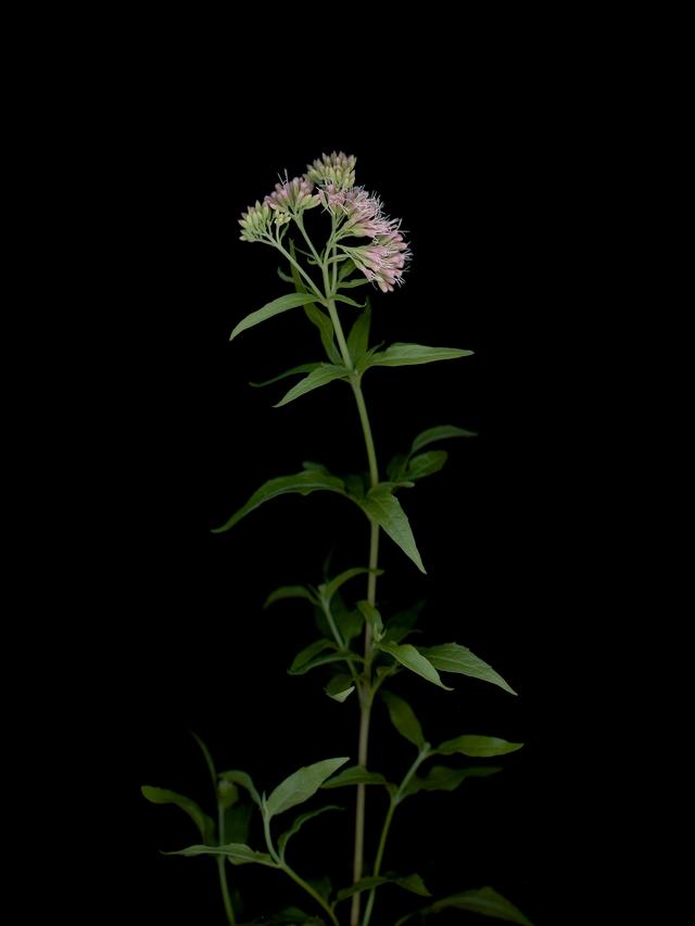 Specimen collected in Thalkirchen, Germany, August 2025