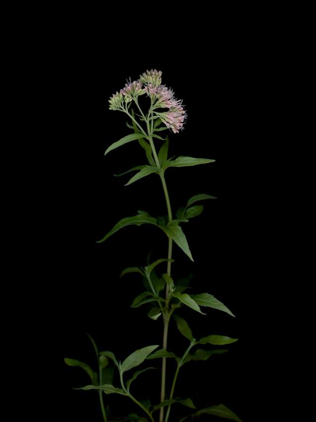 Thalkirchen, Germany, 08/2025