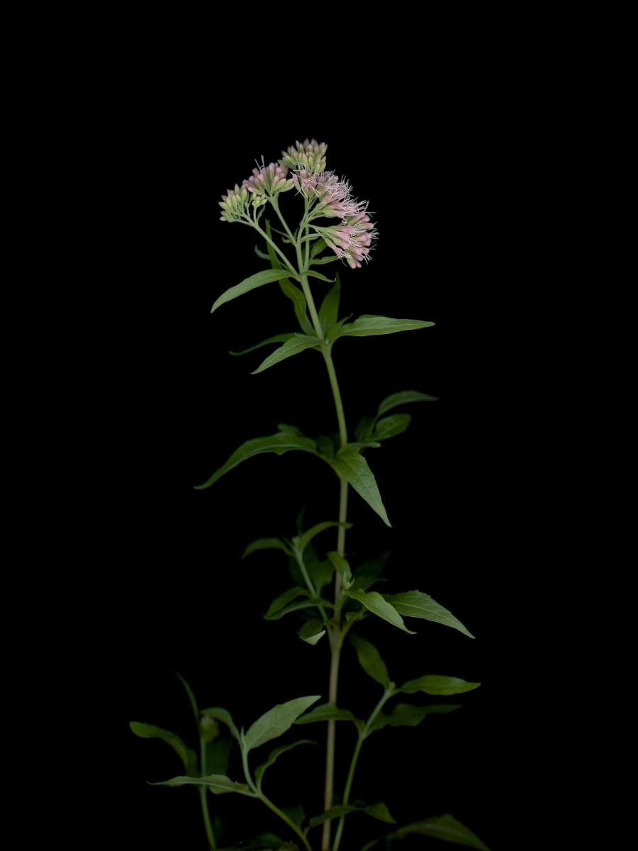 Thalkirchen, Germany, 08/2025