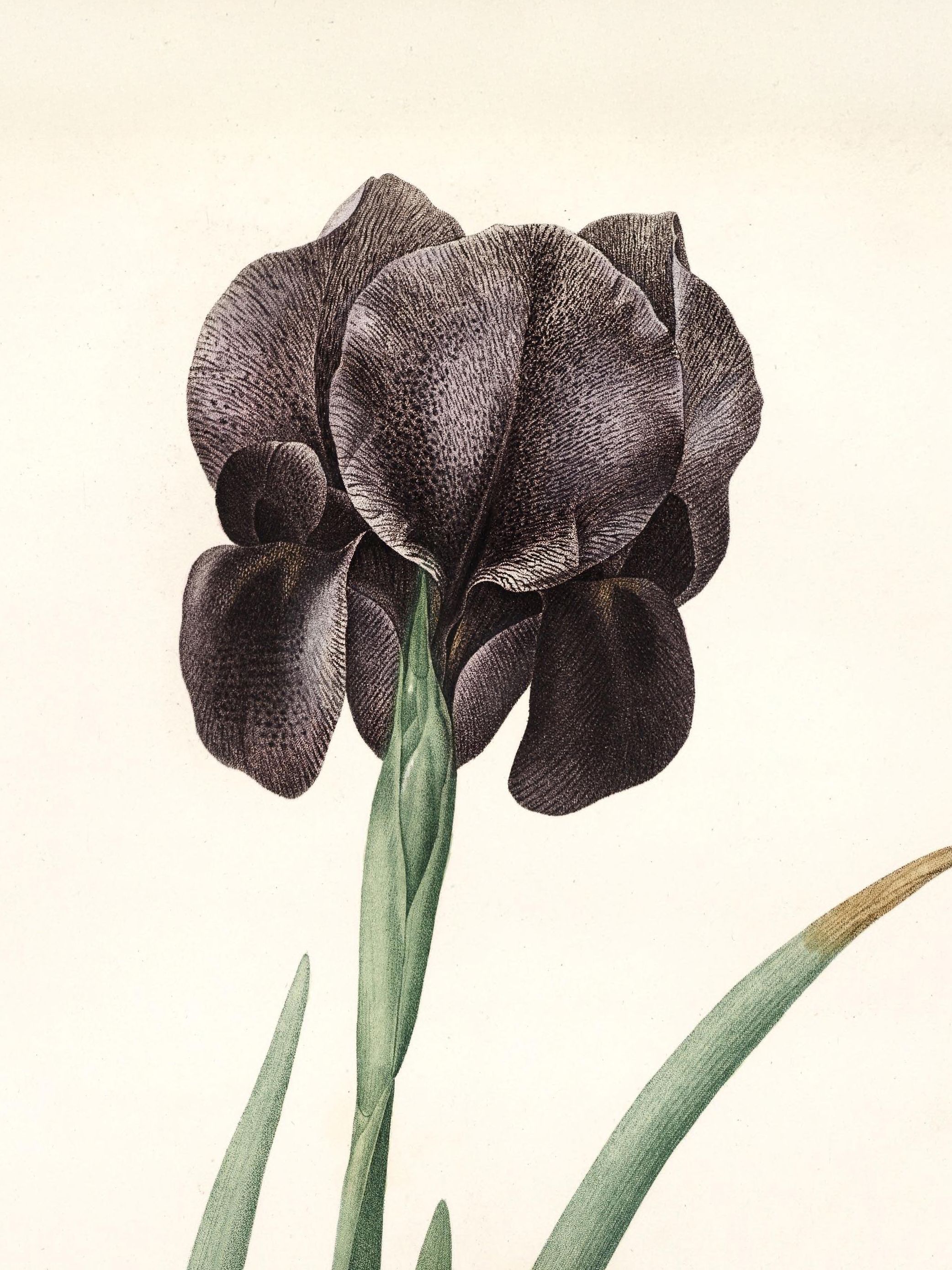Pierre-Joseph Redouté: Botanical illustrations
