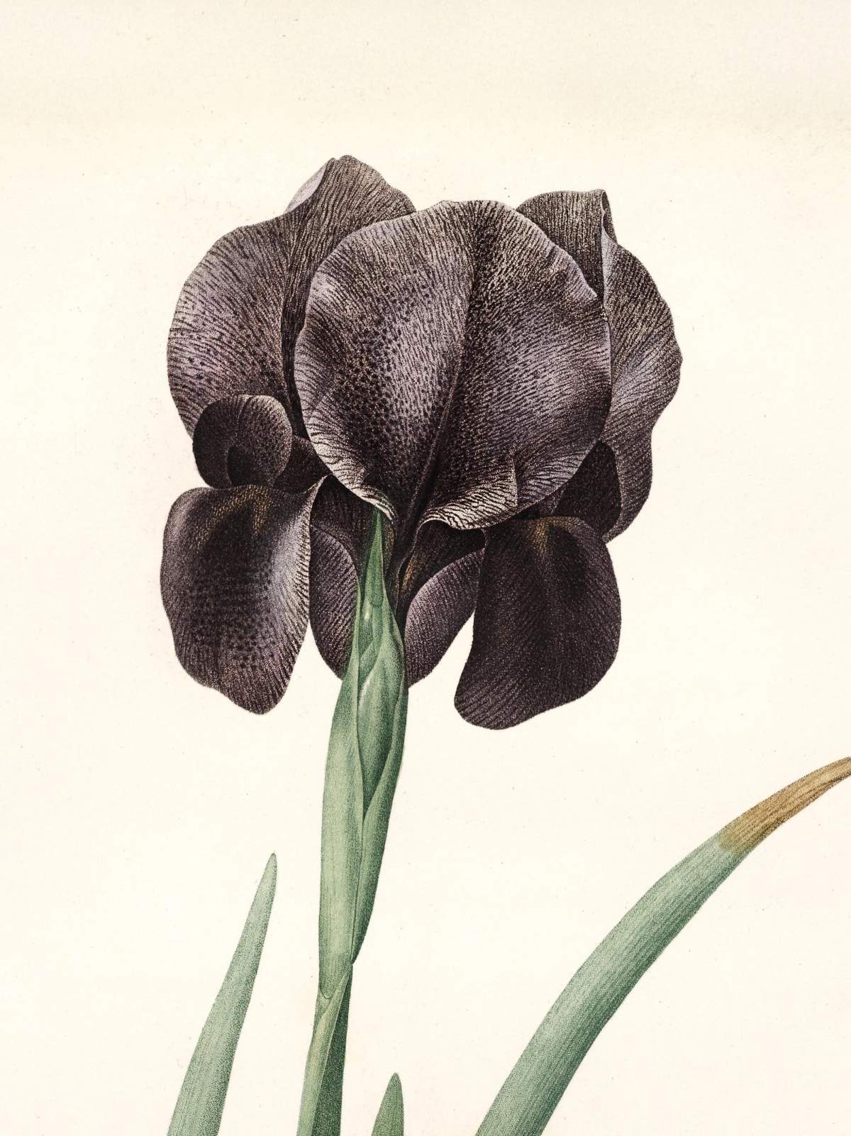 Pierre-Joseph Redouté: Botanical illustrations