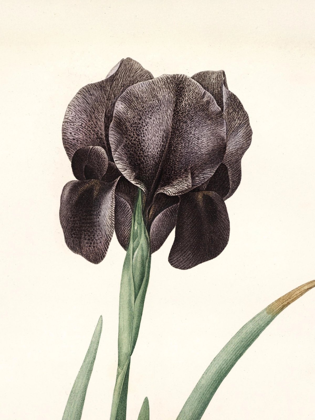 Pierre-Joseph Redouté: Botanical illustrations