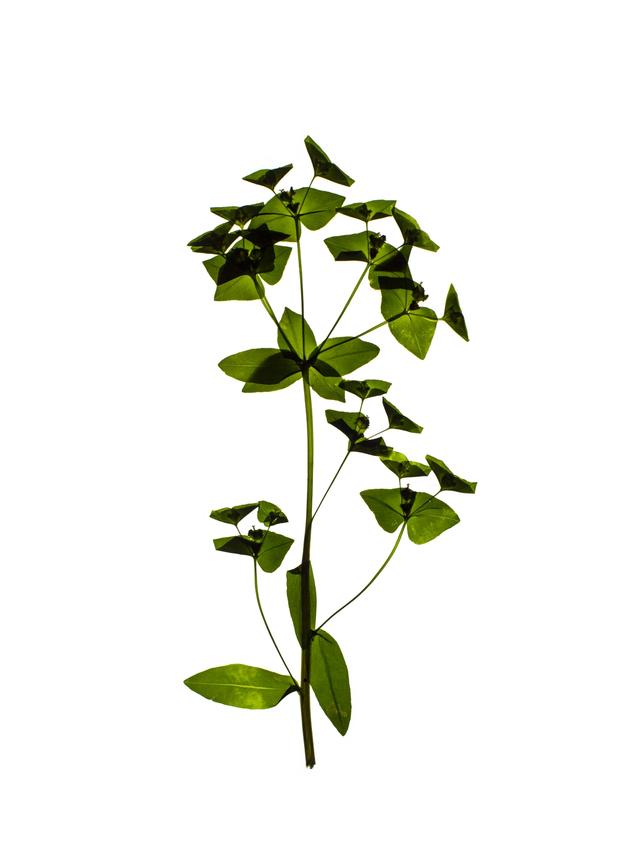 Specimen collected in Zurich, 05/21