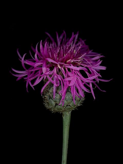 Centaurea scabiosa, Thalkichen, Germany, 09/2025