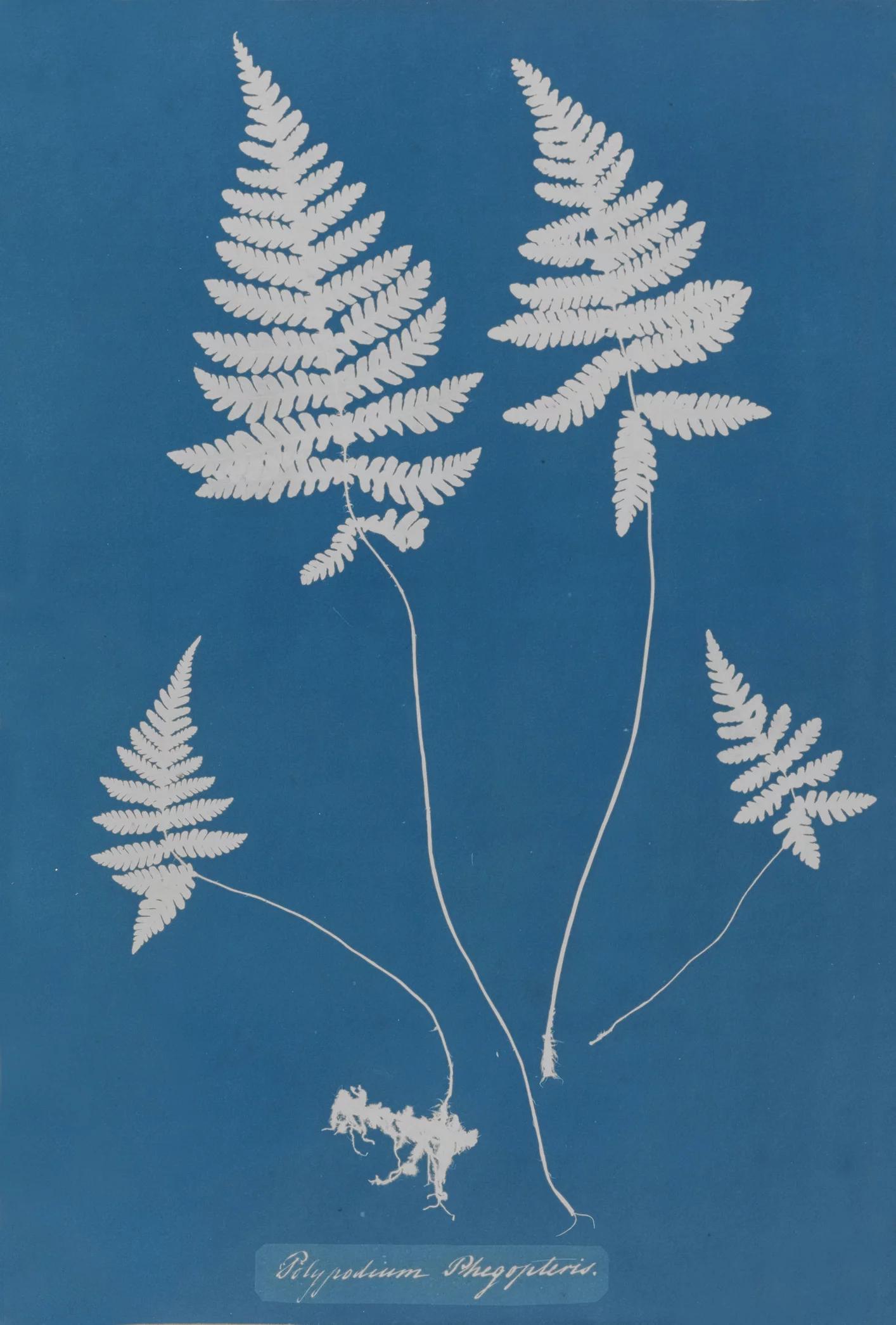 Anna Atkins: Cyanotypes