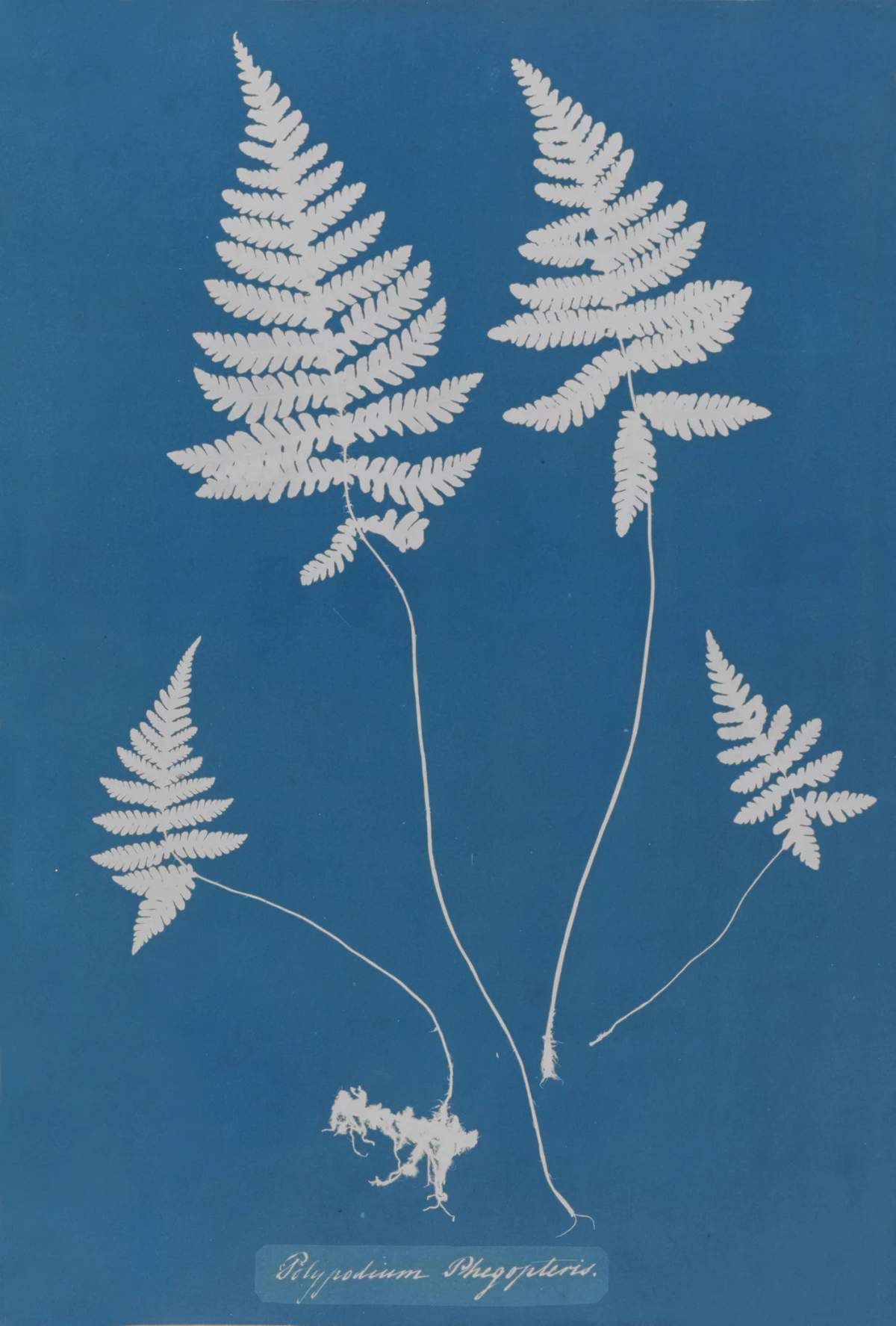 Anna Atkins: Cyanotypes