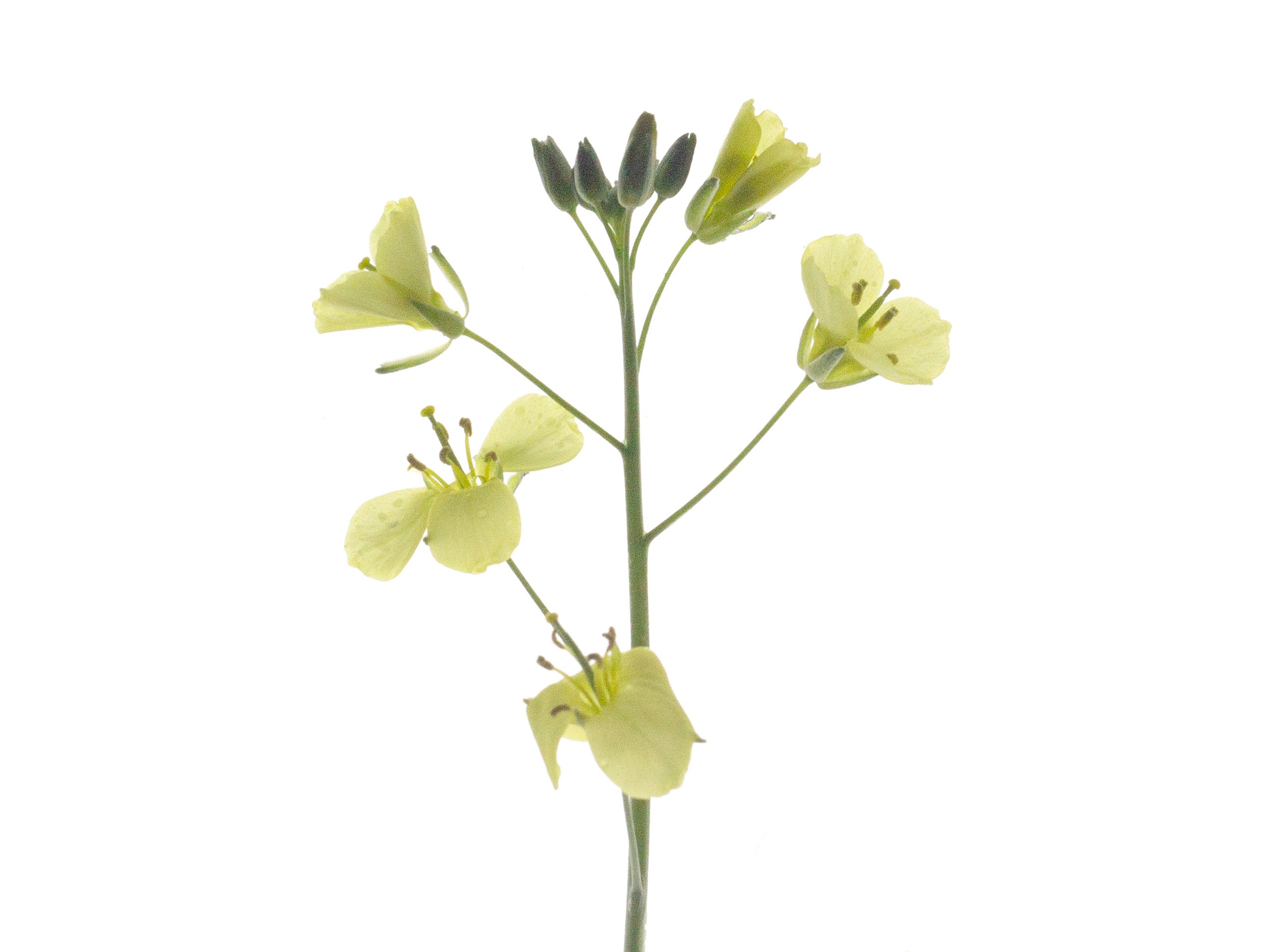 Diplotaxis tenuifolia, Detail, Stuttgart, Germany, 05/2022