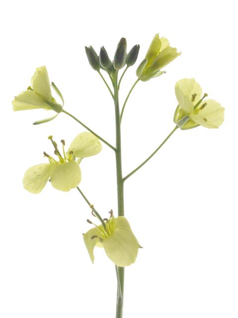 Diplotaxis tenuifolia, Detail of specimen collected in Stuttgart, Germany, 05/2022