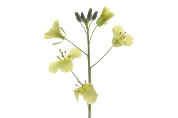 Diplotaxis tenuifolia, Detail, Stuttgart, Germany, 05/2022