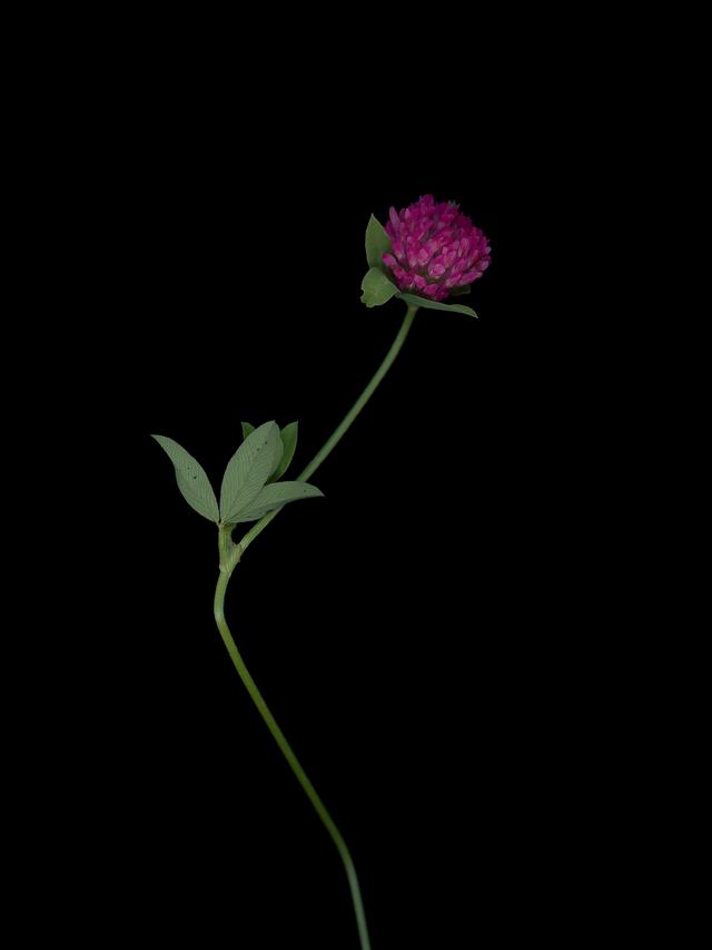 Specimen collected in Thalkirchen, 10/2025