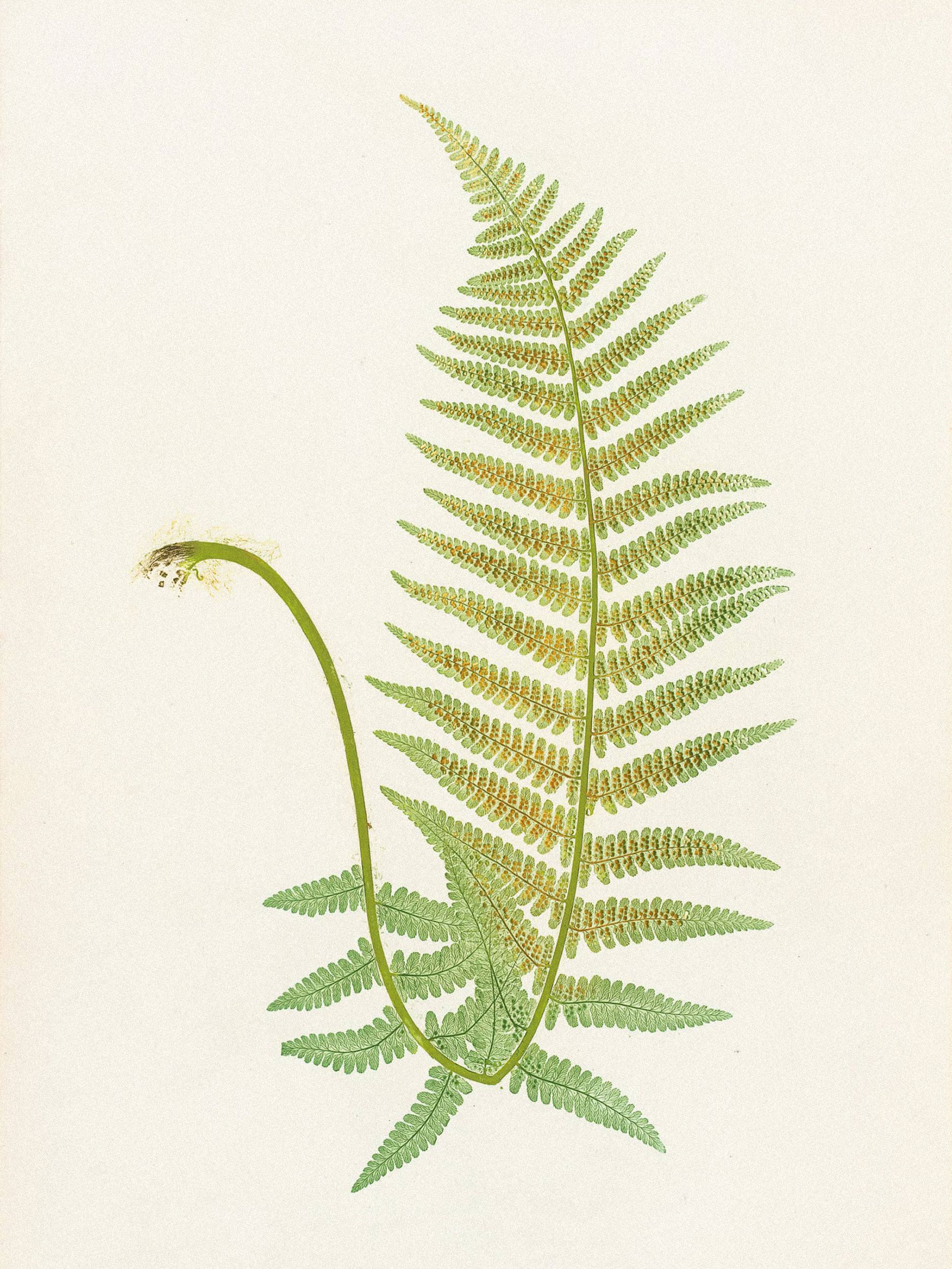 Henry Bradbury: Pioneer of Botanical Nature Printing